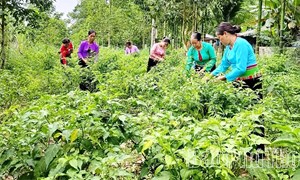 Phú Thọ: Chuyện khởi nghiệp từ những quả ớt rừng Phú Lương